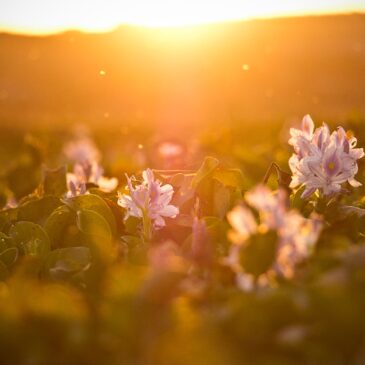 tilt shift lens photography of flower field during sunset